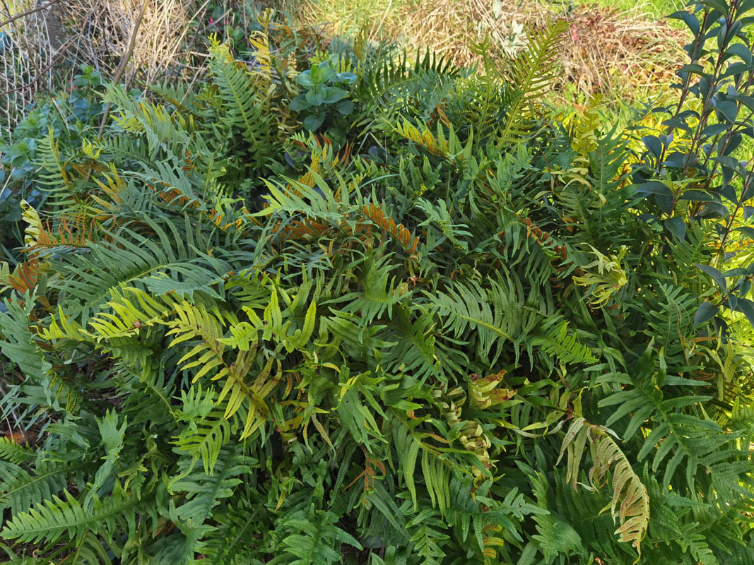 Polypodium vulgare photo